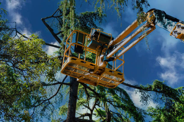 Best Arborist Consultation Services  in Dranesville, VA